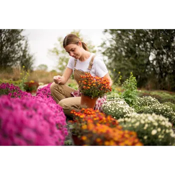  Chrysanthemum Plant